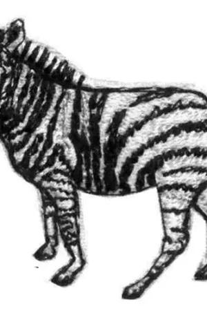 Zebra Embroidery Design Genuine