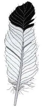 Feather Embroidery Design Holiday Sale