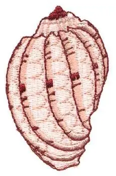 Exclusive Sea Shell Embroidery Design
