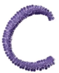Place Order Love Curls Lowercase C Embroidery Design