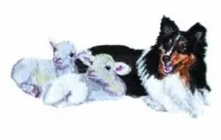 Sheltie & Lambs Embroidery Design Flash Sale