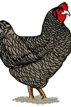 Araucana Chicken Embroidery Design Fresh Stock