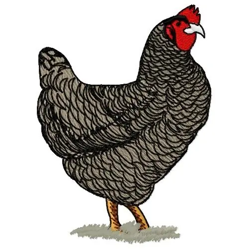 Araucana Chicken Embroidery Design Fresh Stock