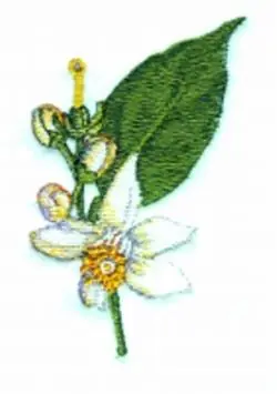Orange Blossoms Embroidery Design Order Now