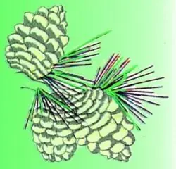 Modern Pine Cones Embroidery Design