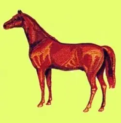Full Arabian Embroidery Design Fan Favorite